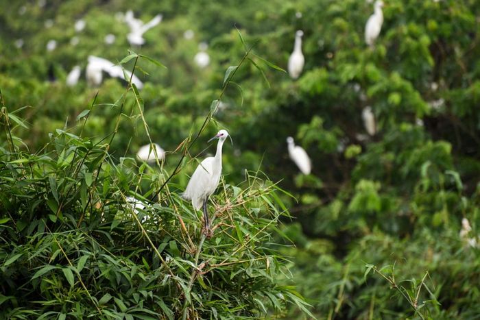 Vườn cò Tư Sự tại Cà Mau