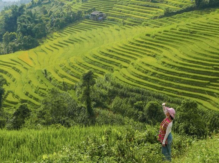ruộng bậc thang ở Sapa