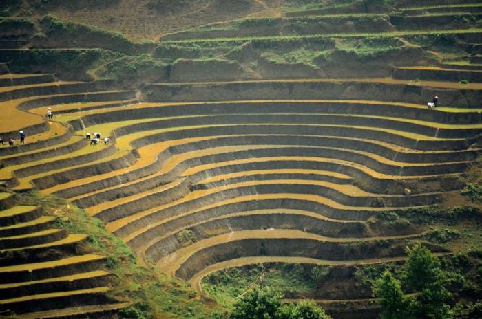 ruộng bậc thang ở Lào Cai