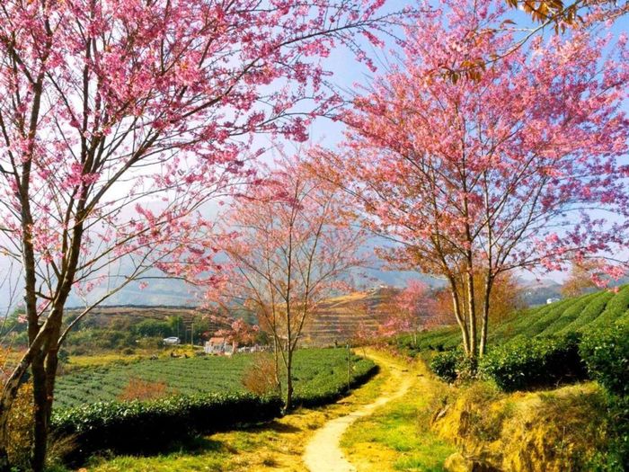 Hoa đào tại Sapa