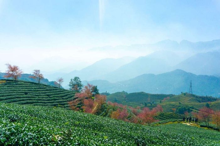 Mùa hoa đào ở Sapa