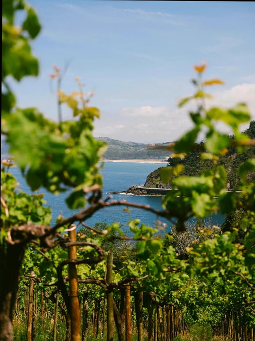 The vistas from the lush hills of Txomin Etxaniz Winery are breathtaking.