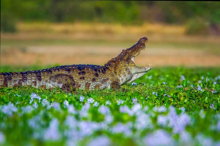 A Mugger Crocodile (Crocodilus palustris) displaying its wide-open jaws in lush marshland