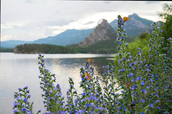 A picturesque view of flowers and a lake at Burabay National Park, Kazakhstan