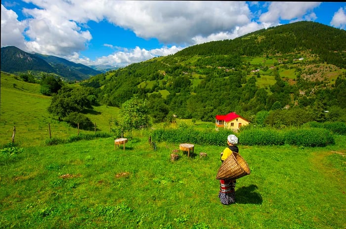 A woman carrying a basket on her back looks out over a scenic hilly countryside