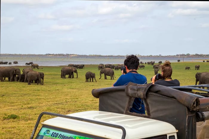 Two tourists capture photos of elephants in the distance from the top of a safari van.