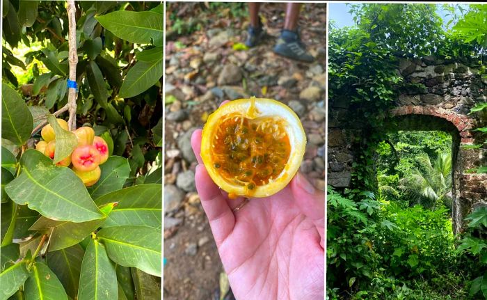 Close-up images of tropical fruits in the BVI.