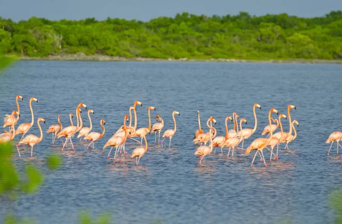 Flamingos wade gracefully through shallow waters in the BVI.