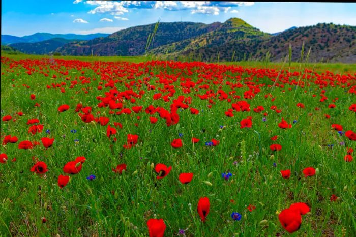 A vibrant poppy field framed by mountains near Jermuk, Vayots Dzor Region, Armenia