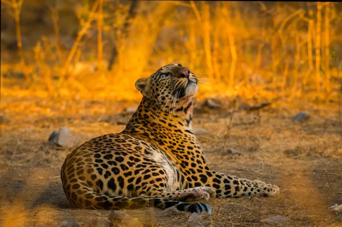 A leopard focused on its prey in Jhalana Forest Reserve, Jaipur.