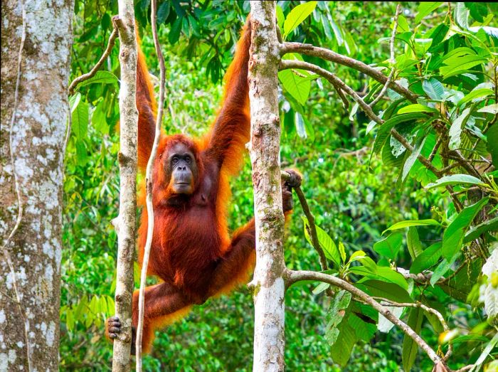 A female Borneo orangutan at the Semenggoh Wildlife Centre, Kuching