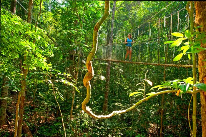 A woman traversing a canopy walk above the lush greenery of Taman Negara National Park