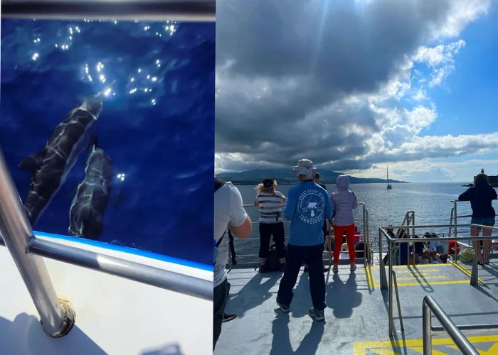 A collage image. On the left, two dolphins swim in the water. On the right, people gaze out at the sea from the boat.