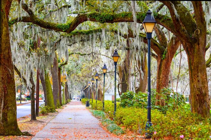 A charming sidewalk adorned with vintage lampposts is draped in Spanish moss from the trees above.