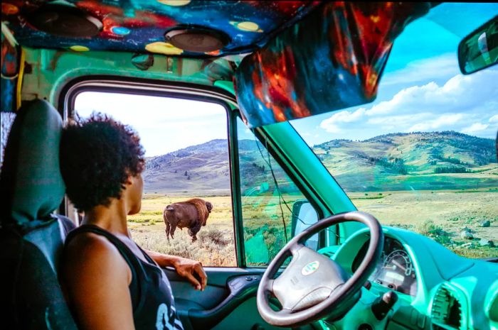 A woman gazes out of a van window at bison in Yellowstone.