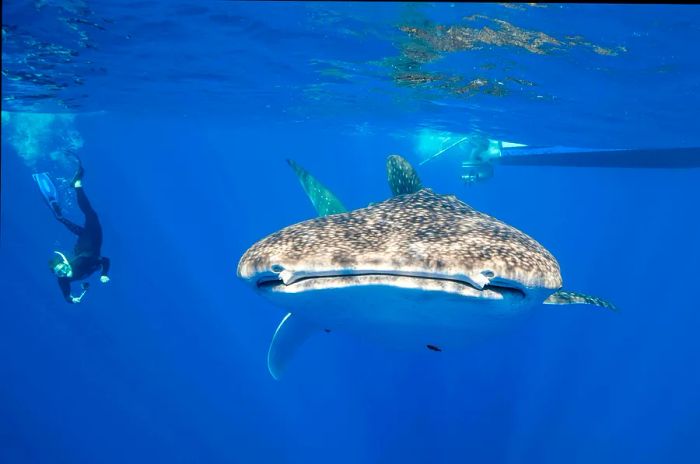 A free diver keeps a respectful distance while observing a passing whale shark.