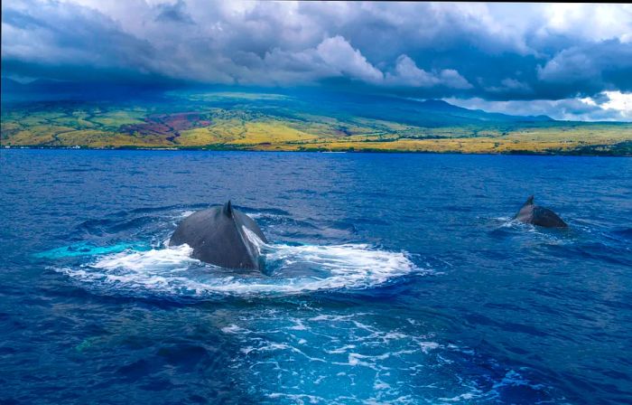 Humpback whales leaping out of the water near the island