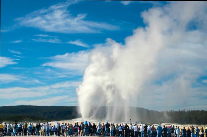 A crowd gathers to witness the iconic Old Faithful geyser in Yellowstone National Park.