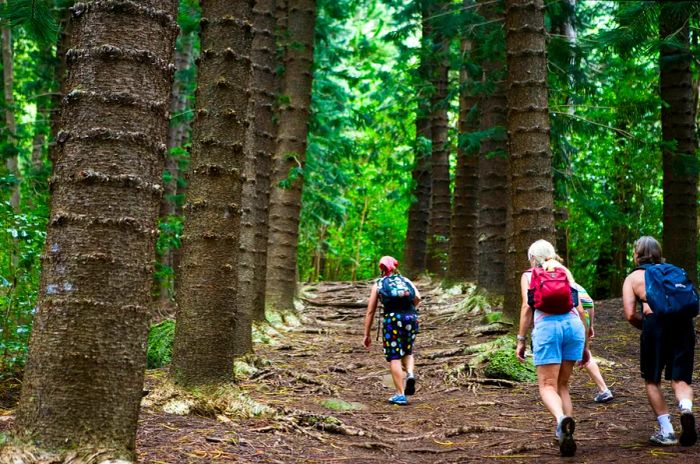 Hikers traversing a forest on Kauai Island, Hawaii