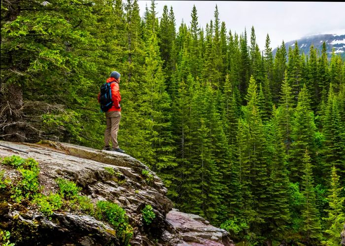 A male hiker surveys the view from a rocky ledge in the woods.