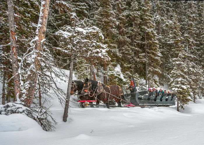 A group enjoys a horse-drawn sleigh ride along the frozen shores of Lake Louise amidst falling snow