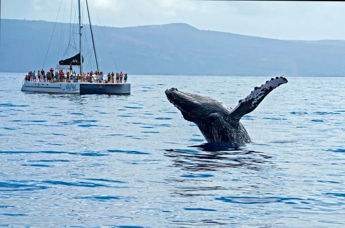 A humpback whale breaches the ocean's surface near Maui, with a boat full of whale-watching tourists in the background.