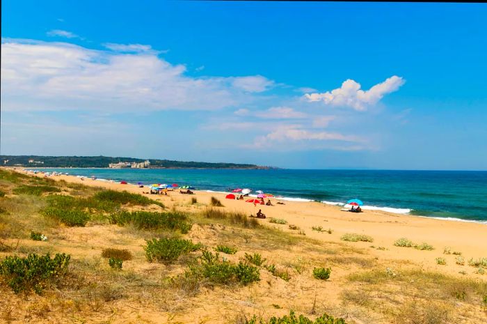 A beach featuring several vibrant sun shades on the sand