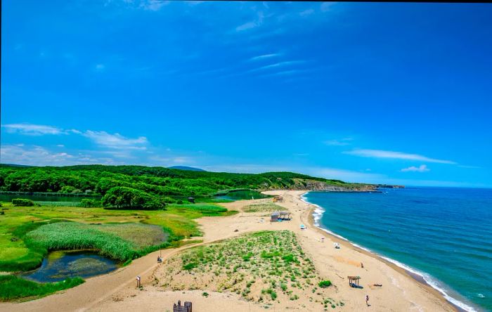 A sandy beach surrounded by lush greenery