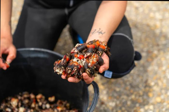 Each morsel of these delectable crustaceans showcases the richness of nature and the skill of those who gather them.