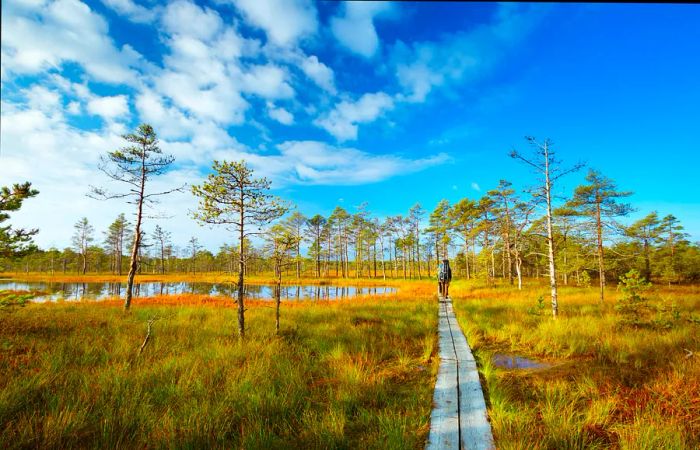 A hiker walks along a boardwalk winding through wetland and woodland areas.