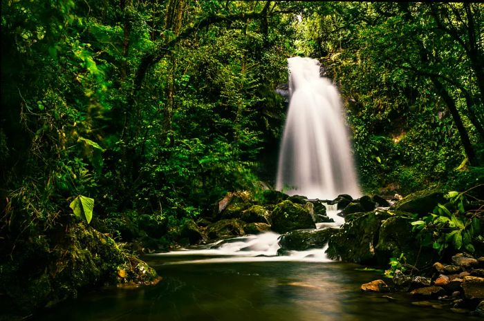 A waterfall tumbles down through thick jungle into a serene pool.