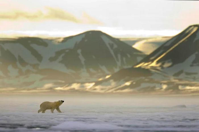 A polar bear traverses the sea ice at the entrance to Woodfjorden, illuminated by the midnight sun against the backdrop of distant mountains.