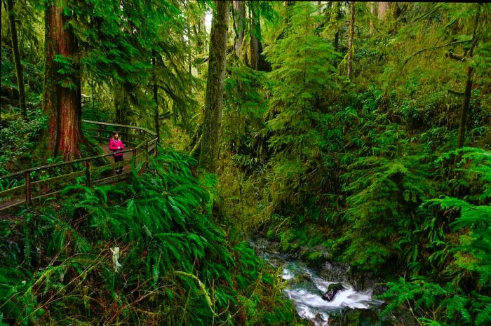 A young woman with a camera stands on a scenic boardwalk, taking in the breathtaking views of the stunning Hoh Rainforest.