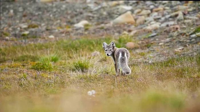 Arctic fox in a tundra landscape, Svalbard