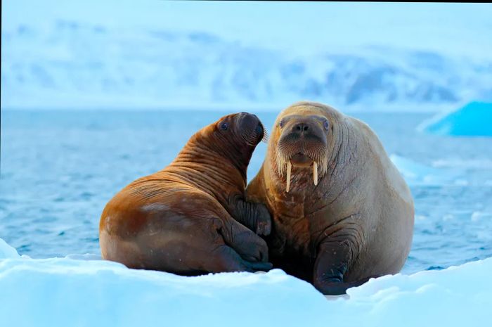 A mother walrus and her pup resting on the ice in Svalbard