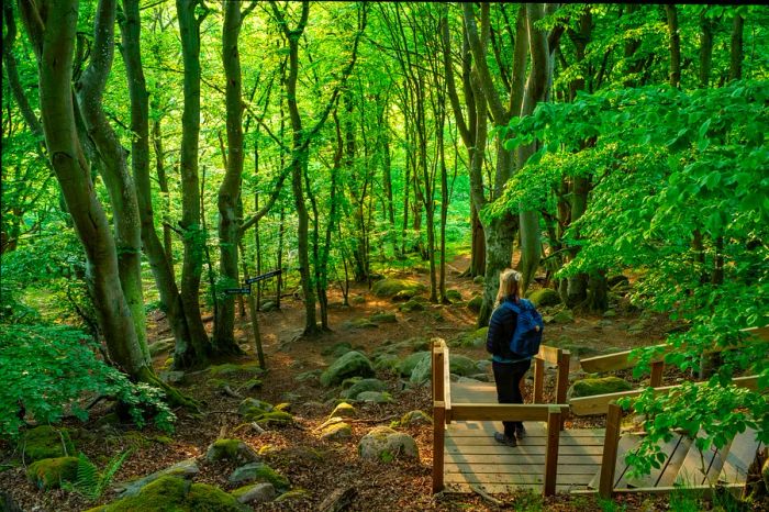 Lush forests in Stenshuvud National Park