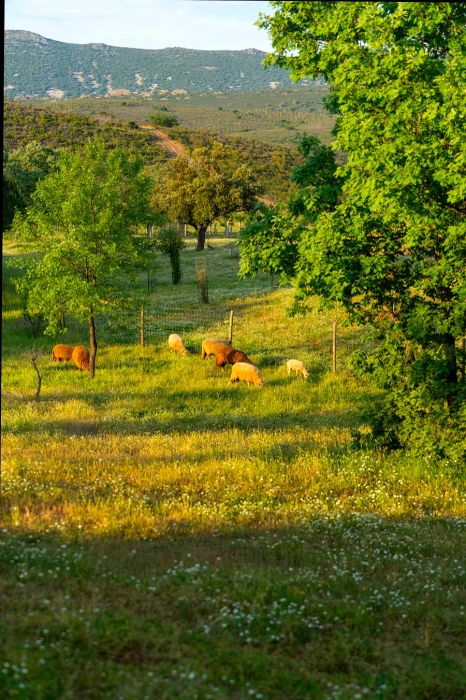 Sustainable agritourism is a highly valued cultural experience in Spain.