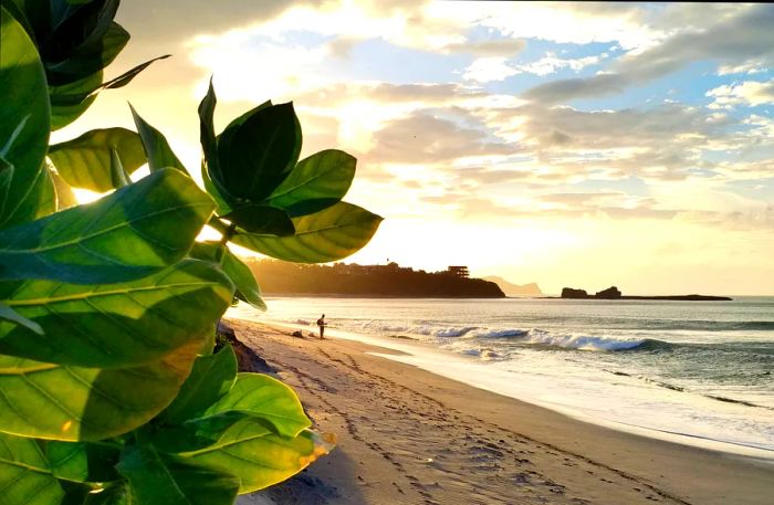 Green leaves glimmer in the sunset as surf-friendly waves crash against the sandy shore.