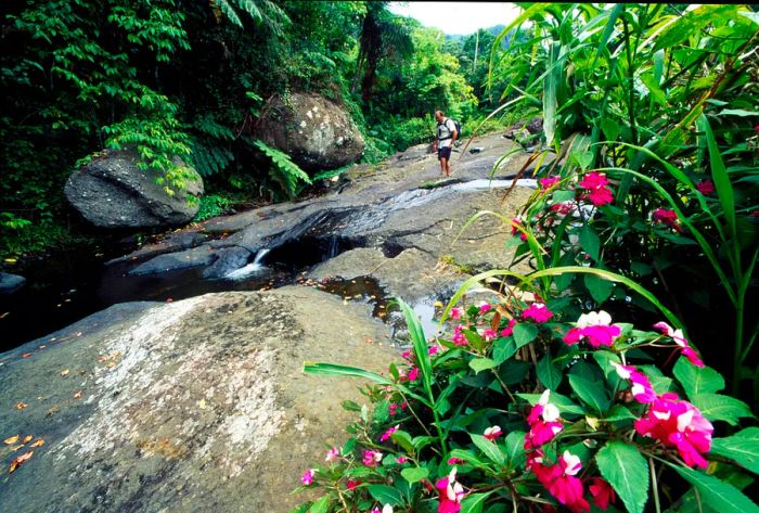 A hiker navigates volcanic rocks within a subtropical forest, Koroyanitu National Heritage Park, Viti Levu, Fiji