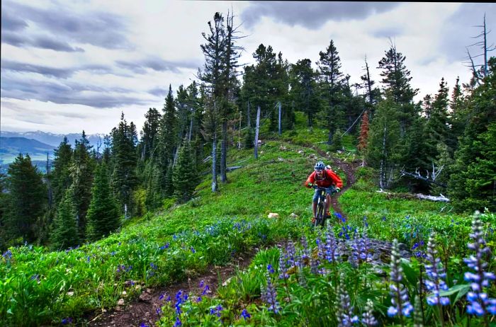 A mountain biker descends a trail surrounded by lush woods and vibrant purple wildflowers.