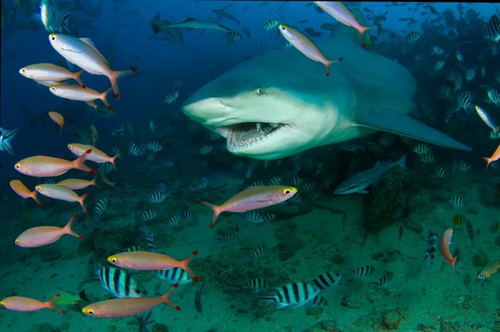 A bull shark seen by a scuba diver in Fiji's waters