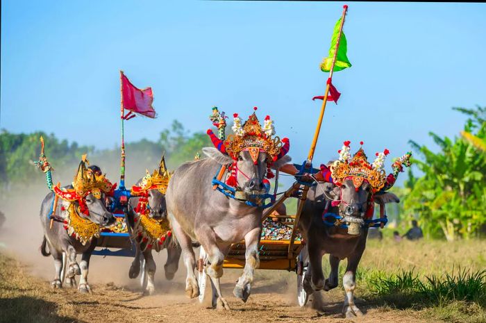 A traditional buffalo race known as a mekepung in Negara, Bali, Indonesia