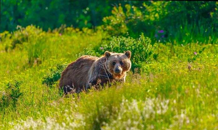 Grizzly bear strolling through a meadow in Montana