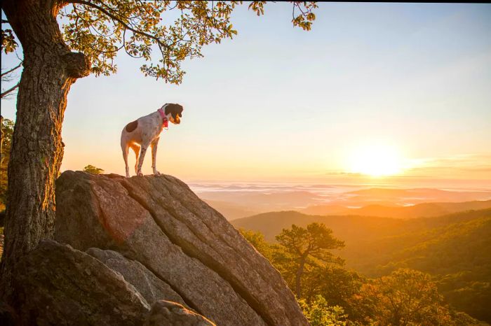 A dog perches on a rock as the sun rises over Shenandoah National Park.