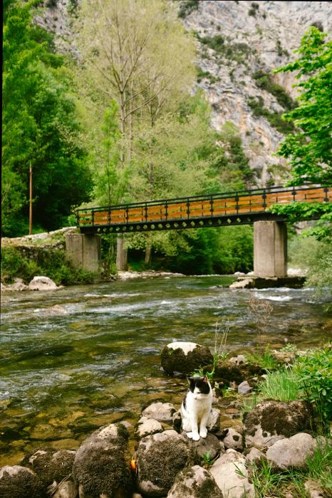 Trekking the Ruta del Cares offers an unforgettable journey in the heart of the Picos de Europa.