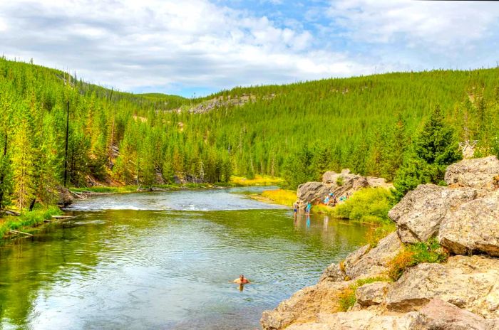 A lone swimmer in the Firehole River, enveloped by lush forest