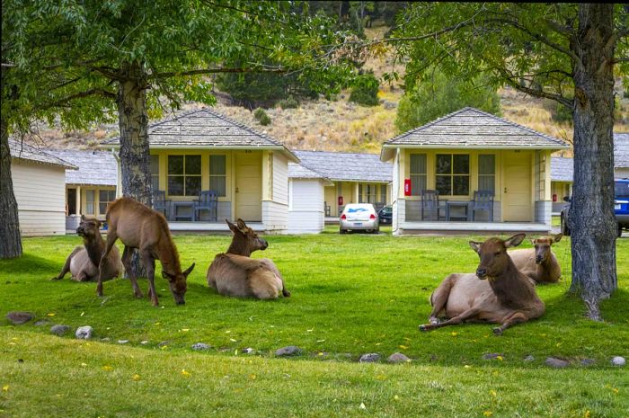 Elk roaming the streets of Mammoth, Yellowstone National Park, USA - 25 Sep 2016