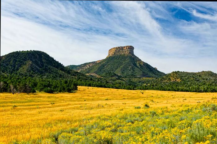 A flat-topped rock rises above a meadow filled with yellow wildflowers