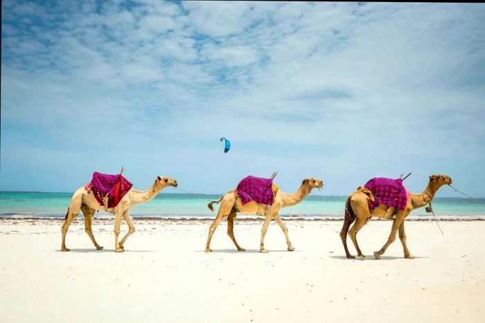 Three camels strolling along the beach at Diani Beach, Kenya