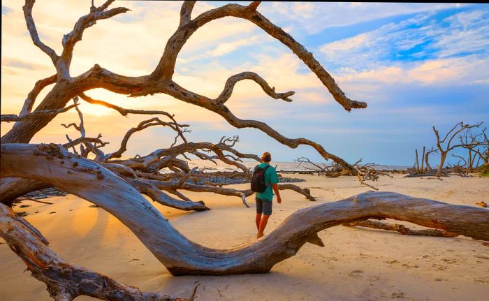 Hiker enjoying a stroll on Driftwood Beach on Jekyll Island, Georgia